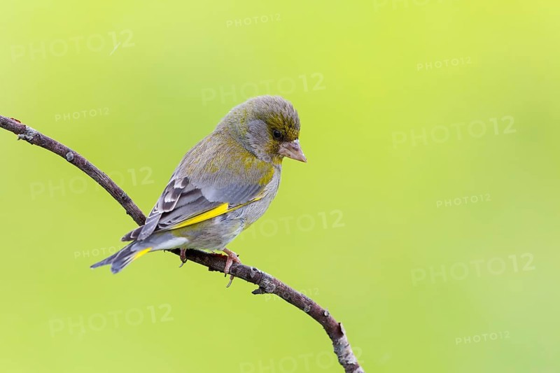 Greenfinch, (Carduelis chloris), Chloris chloris, animals, birds, subfamily of goldfinches and finches, Varanger Bird Park, Finnmark, Norway