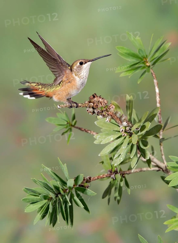 Rufous Hummingbird (Selasphorus rufus) flying, Texas, USA