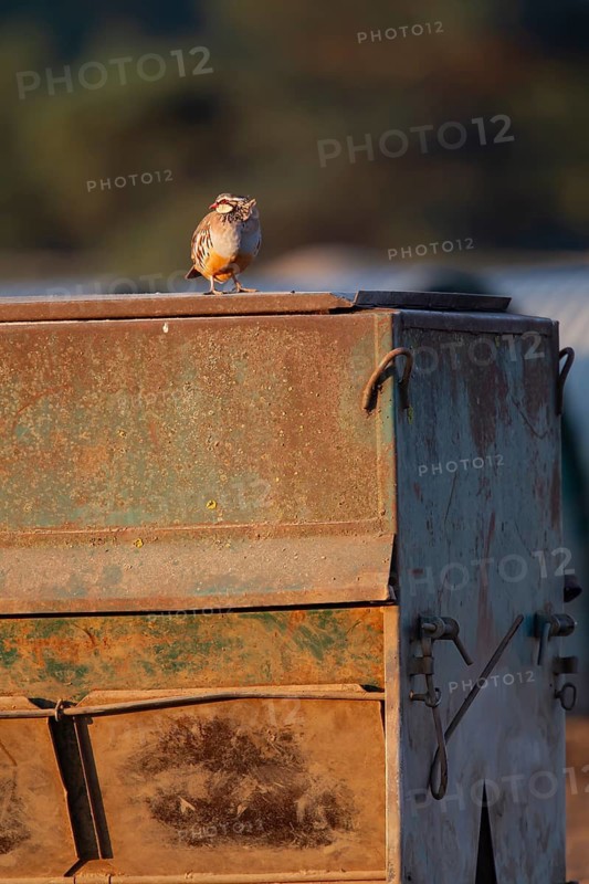 Red legged or French partridge (Alectoris rufa) adult bird on a farmland metal pigsty, England, United Kingdom