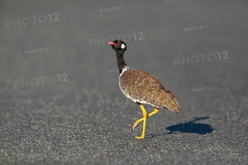 Black bustard (Afrotis afra), Afrotis atra, Eupodotis afra, Black Bustard, Southern Black Korhaan, West Coast National Park, Langebaan, Western Cape, South Africa