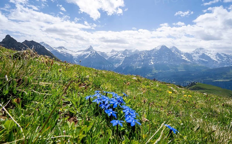 Spring gentian (Gentiana verna) on a mountain meadow, mountain panorama with Finsteraarhorn, Eiger, Mönch and Jungfrau in the background, Bernese Alps, Bernese Oberland, Switzerland