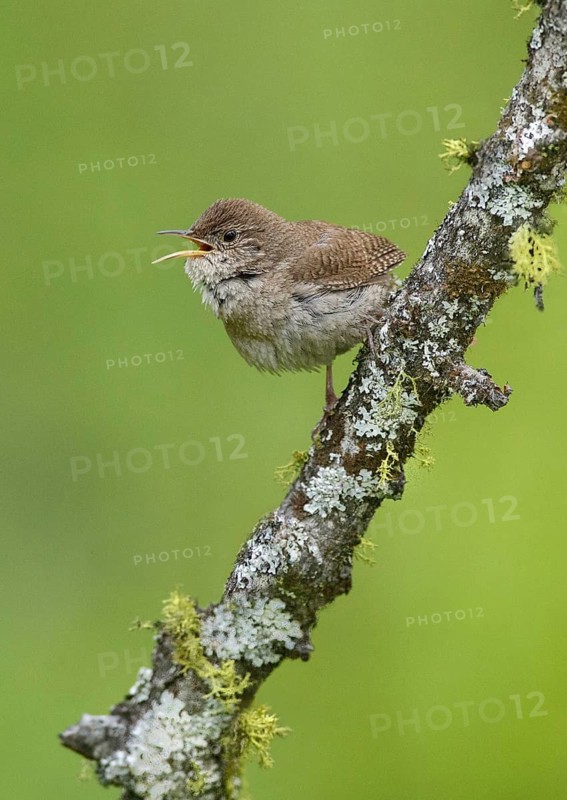 House Wren (Troglodytes aedon) singing, British Columbia, Canada