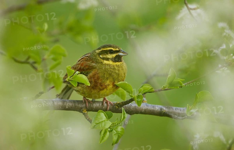 Cirl Bunting (Emberiza cirlus) male perched on a branch, Rhineland-Palatinate, Germany
