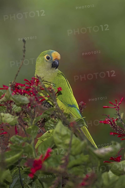 Peach-fronted Parakeet (Eupsittula aurea), Mato Grosso do Sul, Brazil