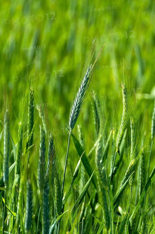 Close up of an ear of barley (hordeum vulgare) in a field. Auvergne Rhone Alpes. France