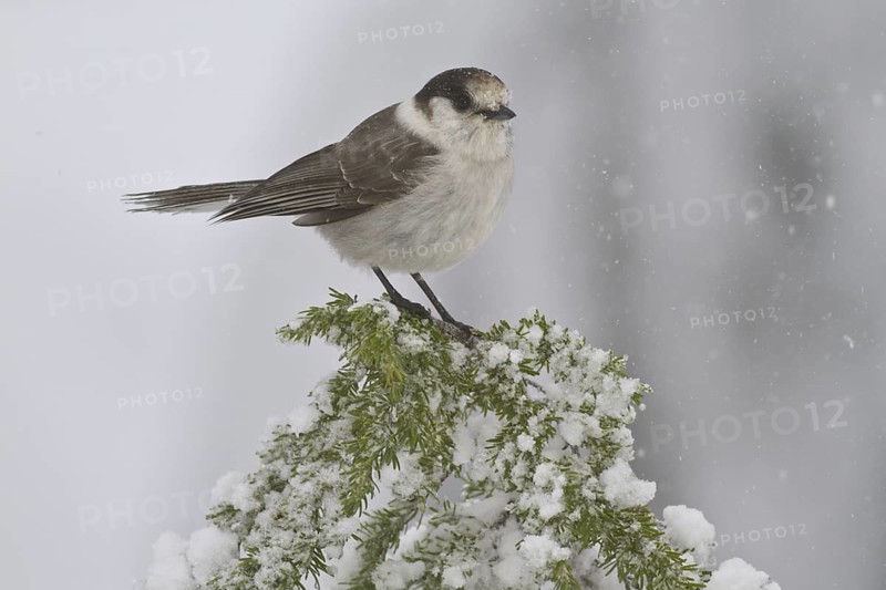 Grey Jay (Perisoreus canadensis), British Columbia, Canada