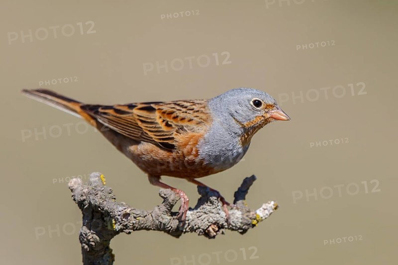 Cretzschmar's Bunting (Emberiza caesia) male, Lesvos, Greece