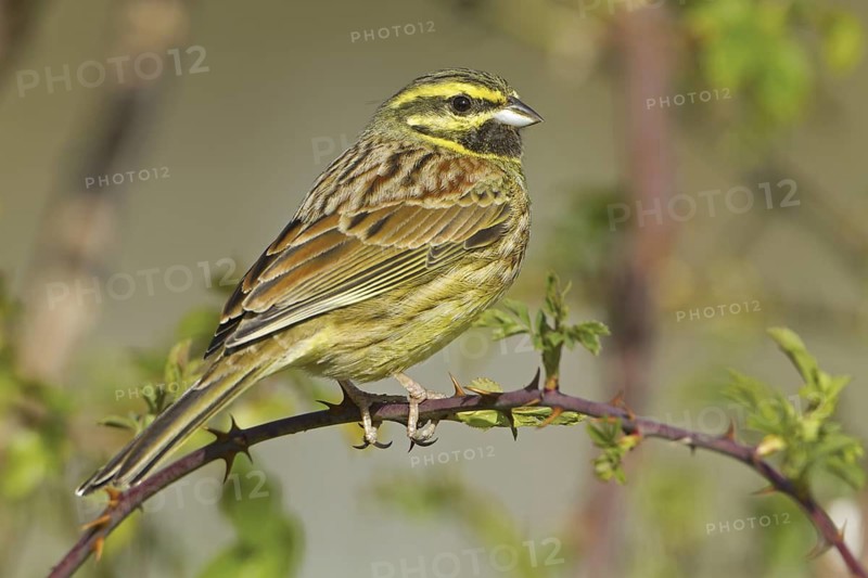 Cirl Bunting (Emberiza cirlus) male, Rhineland-Palatinate, Germany