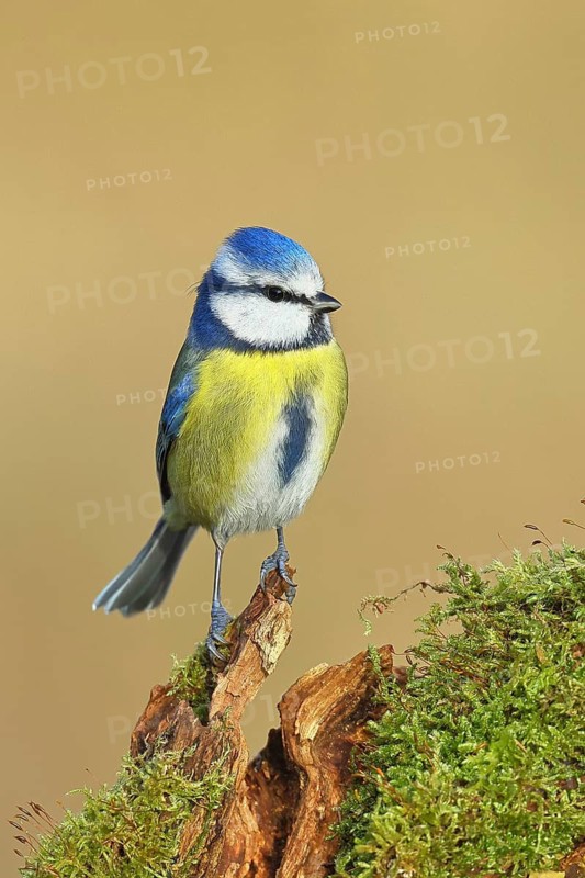 Blue tit (Parus caeruleus), sitting on a tree root covered with moss, Wilnsdorf, North Rhine-Westphalia, Germany