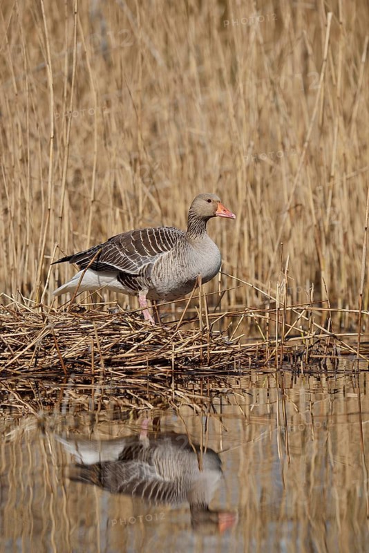 Greylag goose (Anser anser) building a nest in the reeds, North Rhine-Westphalia, Germany