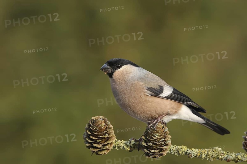 Eurasian Bullfinch (Pyrrhula pyrrhula) female, Lower Saxony, Germany