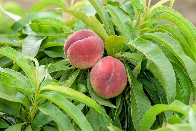Dwarf peach (Prunus persica 'Bonanza'), Baum- und Rebschule Schreiber KG, Federal Republic of Germany