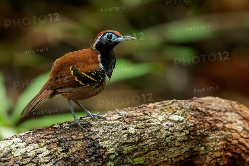 Ferruginous-backed Antbird (Myrmeciza ferruginea) perched on a branch in the rainforest of Guyana