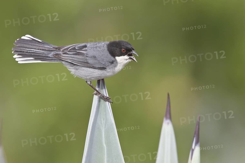 Black-capped Warbling-Finch (Poospiza melanoleuca) perched on a branch in Bolivia, South America