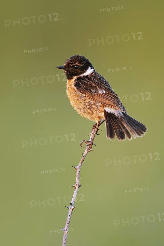 European Stonechat (Saxicola rubicola) male, Lake Neusiedl, Austria