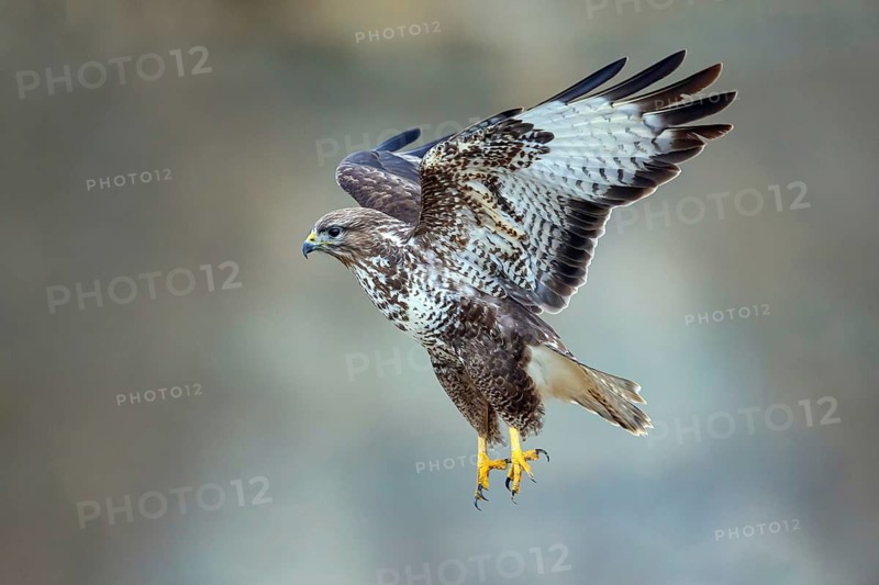 Buzzard takes off for flight, sideways, one, individual, (Buteo buteo), Baden-Württemberg, Federal Republic of Germany