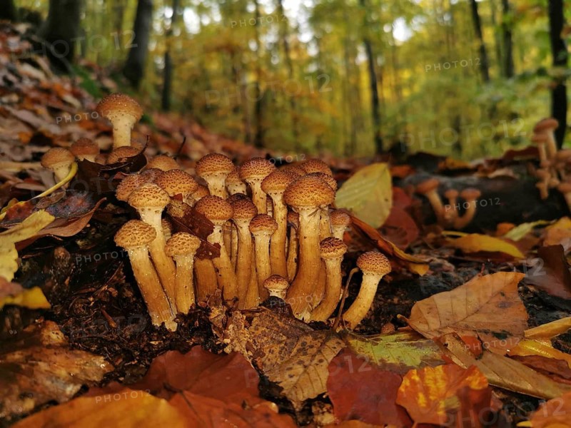 Group of glowing Hallimasch (Armillaria) mushrooms in close-up, along a forest path in autumn light with colourful leaves, Franconian Forest nature park Park