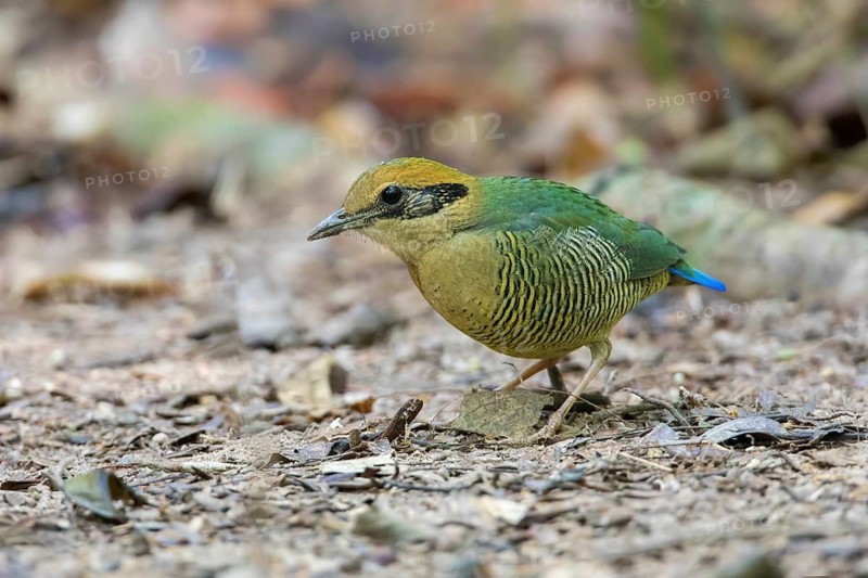 Bar-bellied Pitta (Hydrornis elliotii) female perched on the ground, Cat Tien National Park, Vietnam