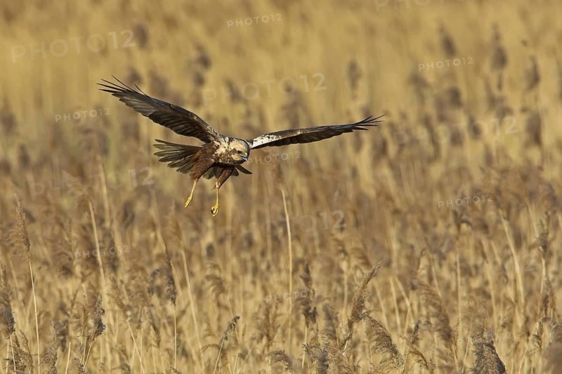 Western Marsh Harrier (Circus aeruginosus) flying, Rhineland-Palatinate, Germany