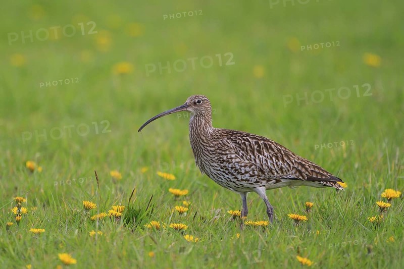 Eurasian Curlew (Numenius arquata), North Rhine-Westpalia, Germany