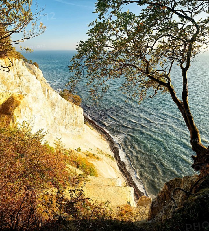 The chalk cliffs of Møns Klint, view of the Baltic Sea in autumn, beech tree on the edge of the cliff, Møn Island, Denmark