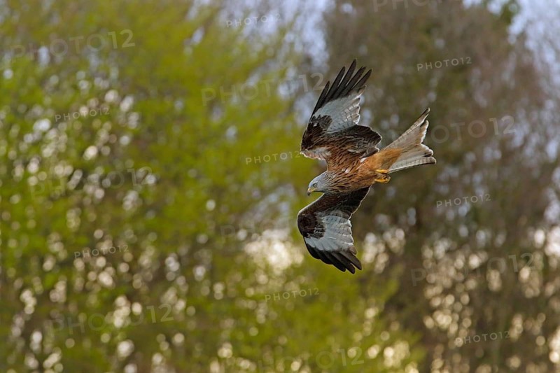 Rotmilan, lat. Milvus milvus, Altvogel im Abwärtsflug vor Baumkronen