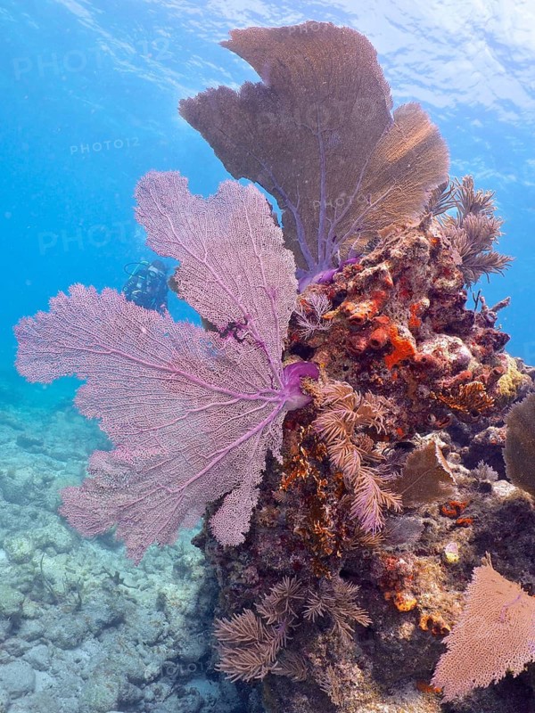 Colourful coral reef with large purple sea fans, common sea fan (Gorgonia ventalina), and clear blue water on top. Dive site John Pennekamp Coral Reef State Park, Key Largo, Florida Keys, Florida, USA