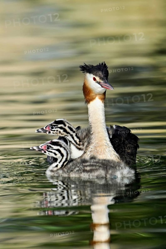 Great Crested Grebe (Podiceps Scalloped ribbonfish), with two chicks in plumage swimming in the water, Lake Zug, Canton Zug, Switzerland