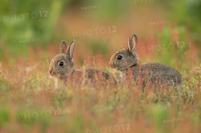Rabbit (Oryctolagus cuniculus) two juvenile baby bunny animals amongst flowering Sorrel flowers in summer, Suffolk, England, United Kingdom