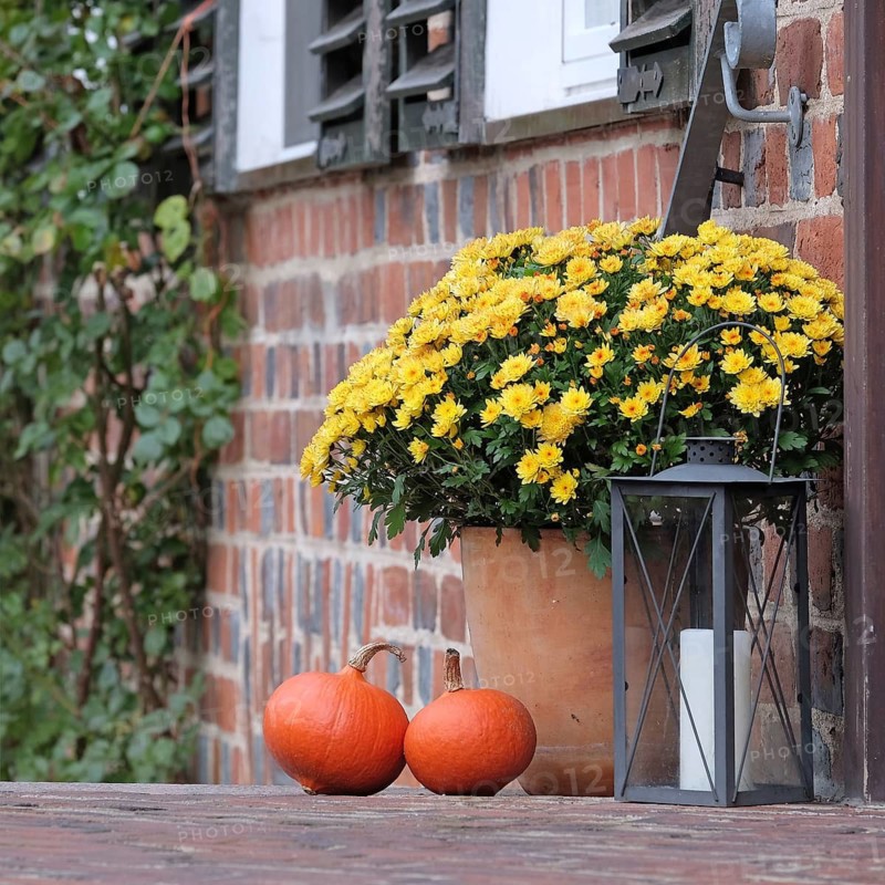 Chrysanthemum (Chrysanthemum 'Bienchen'),  Germany