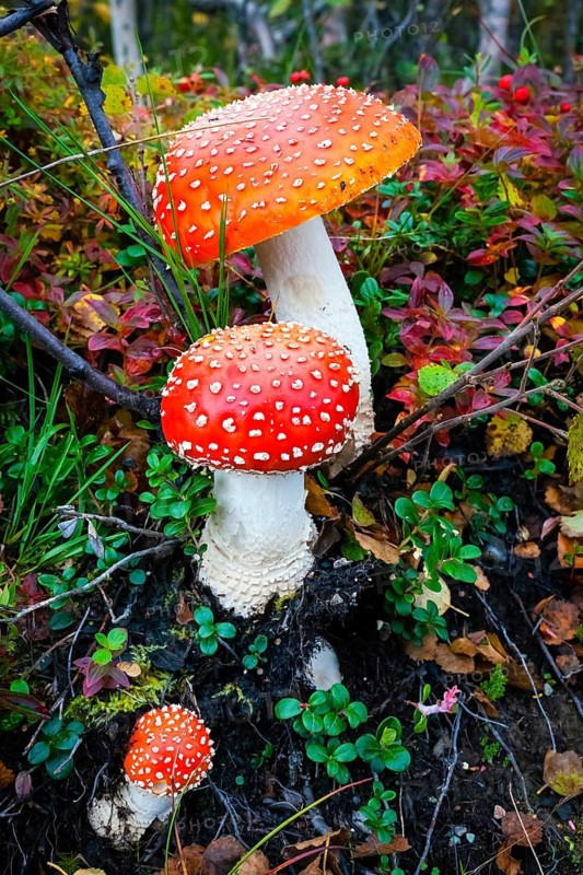 Fly agaric (Amanita muscaria), poisonous mushroom, two, Celle, Lower Saxony, Federal Republic of Germany