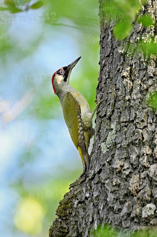 Green woodpecker (Picus viridis), female on a tree trunk, Canton Zug, Switzerland