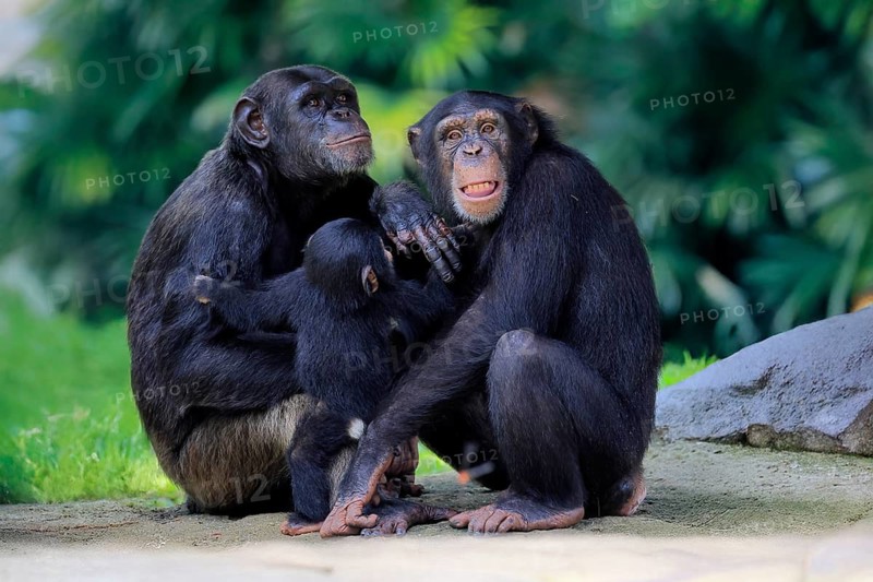 Chimpanzee (Pan troglodytes), adult, two females, mother, baby, young animal, social behaviour