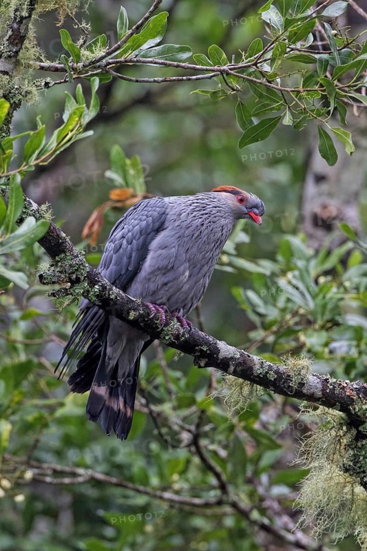 Topknot Pigeon (Lopholaimus antarcticus), Australia
