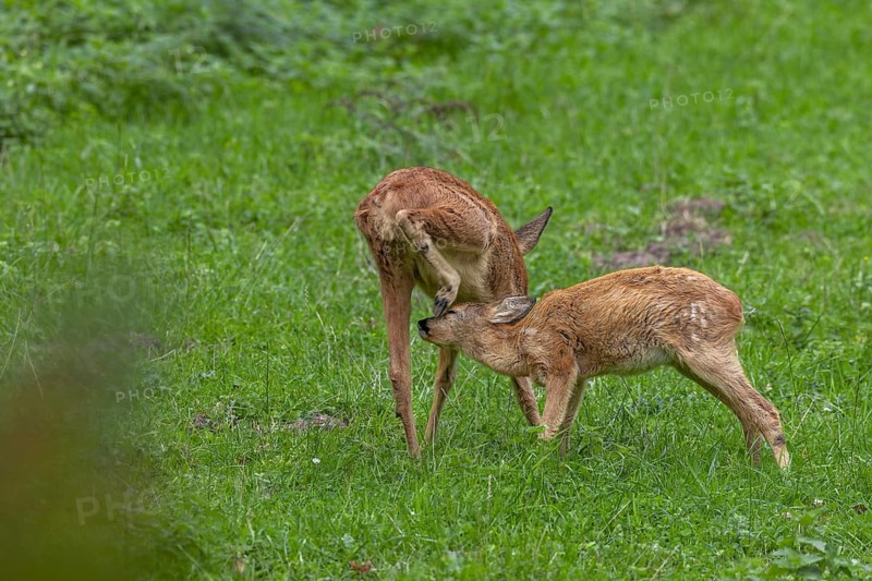 Fawn (Capreolus capreolus) tries in vain to suckle from the doe, baby animals, sweet, cute, September, Germany