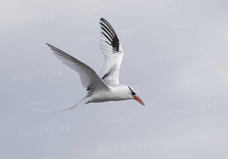 Red-billed Tropicbird (Phaethon aethereus) flying, Galapagos, Ecuador