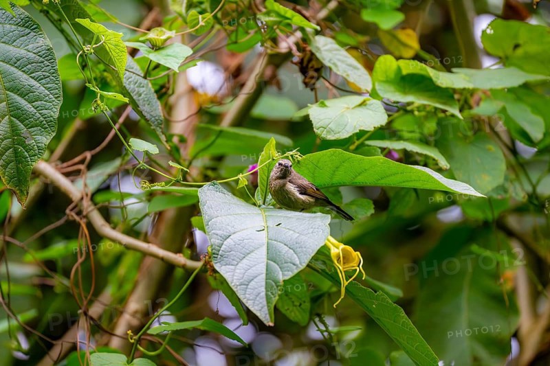 Olive-bellied Sunbird (Cinnyris chloropygius), female sitting on a leaf, Mgahinga Gorilla National Park, Western Region, Uganda