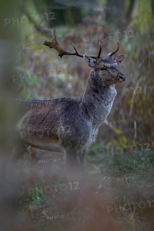 A young fallow deer (Dama dama) with broken antlers and bloody eavesdropper appears in front of the camera, rut, mating season, deer rut, autumn, October, Germany