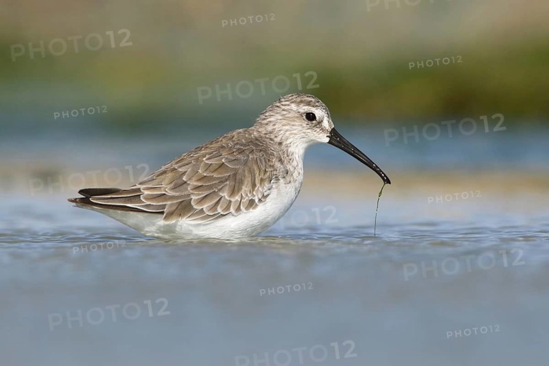Curlew Sandpiper (Calidris ferruginea) foraging, Victoria, Australia