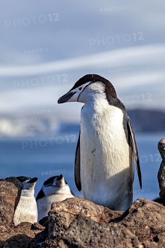 A penguin on a rock in front of a blue sky in natural surroundings, chinstrap penguin (Pygoscelis antarctica) în the Antarctic