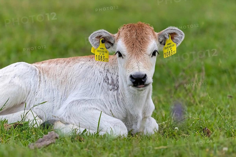 Hungarian Grey Cattle, Hungarian Grey Cattle, (Sturnus vulgaris), resting in a meadow, steppe, animals, mammals, cattle, ear tag, animal kids, young animal, Lake Neusiedl, Illmitz, Burgenland, Austria