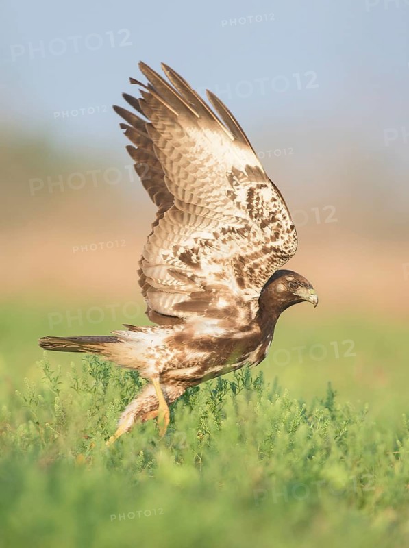 White-tailed Hawk (Geranoaetus albicaudatus) juvenile on a meadow, Texas, USA