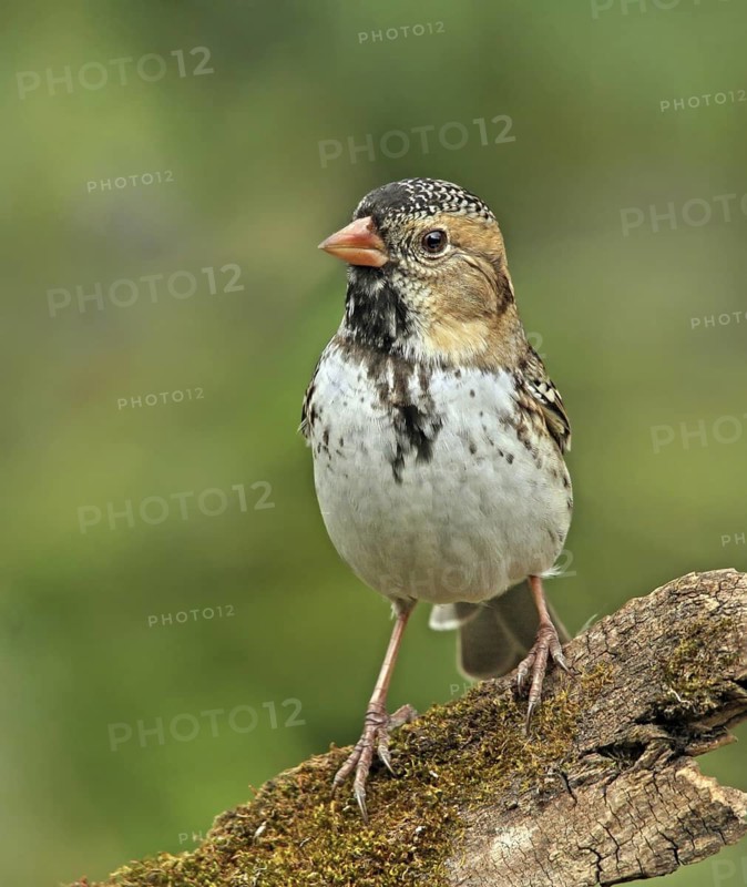 Harris's Sparrow (Zonotrichia querula), Saskatchewan, Canada