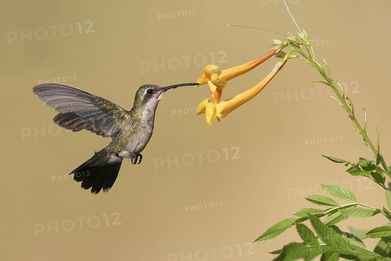 Broad-billed Hummingbird (Cynanthus latirostris) flying, Arizona, USA