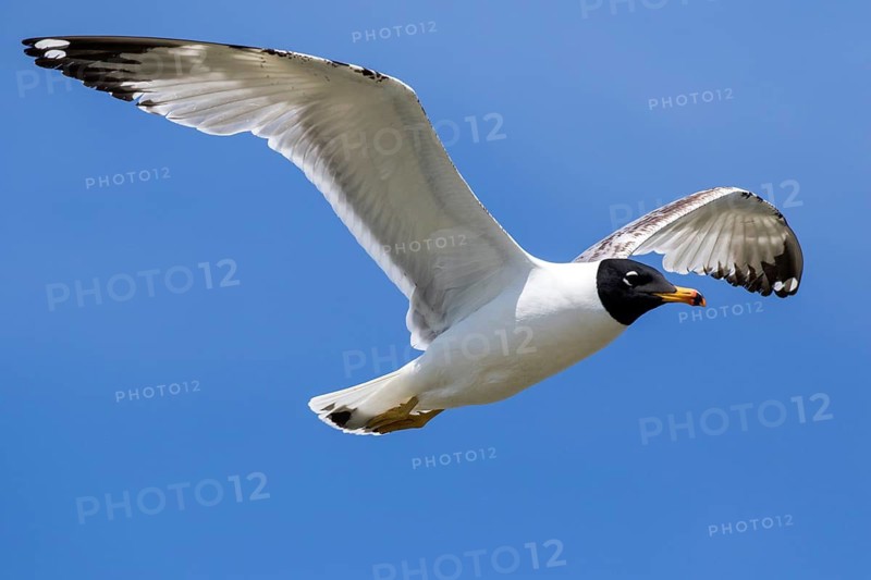 Pallas's Gull (Ichthyaetus ichthyaetus) flying, Romania