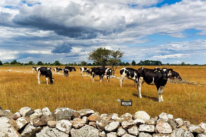 Dairy cows grazing on a pasture, dry stone wall, Ottenby Lund, UNESCO World Heritage Site, South Öland, Öland Island, Kalmar Län, Sweden
