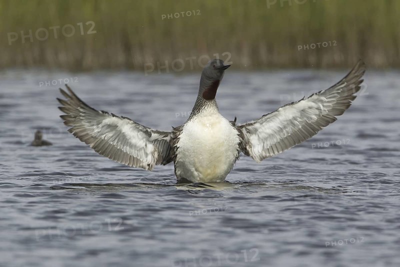 Red-throated Loon (Gavia stellata), Iceland
