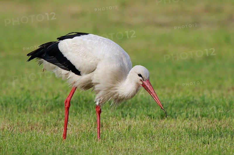 White Stork (Ciconia ciconia) eating earthworm, North Rhine-Westphalia, Germany