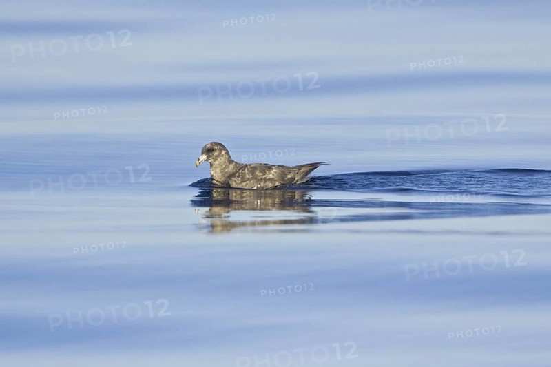 Northern Fulmar (Fulmarus glacialis), British Columbia, Canada