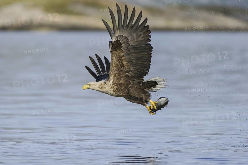 White-tailed Eagle (Haliaeetus albicilla) flying, Nord-Trondelag, Norway
